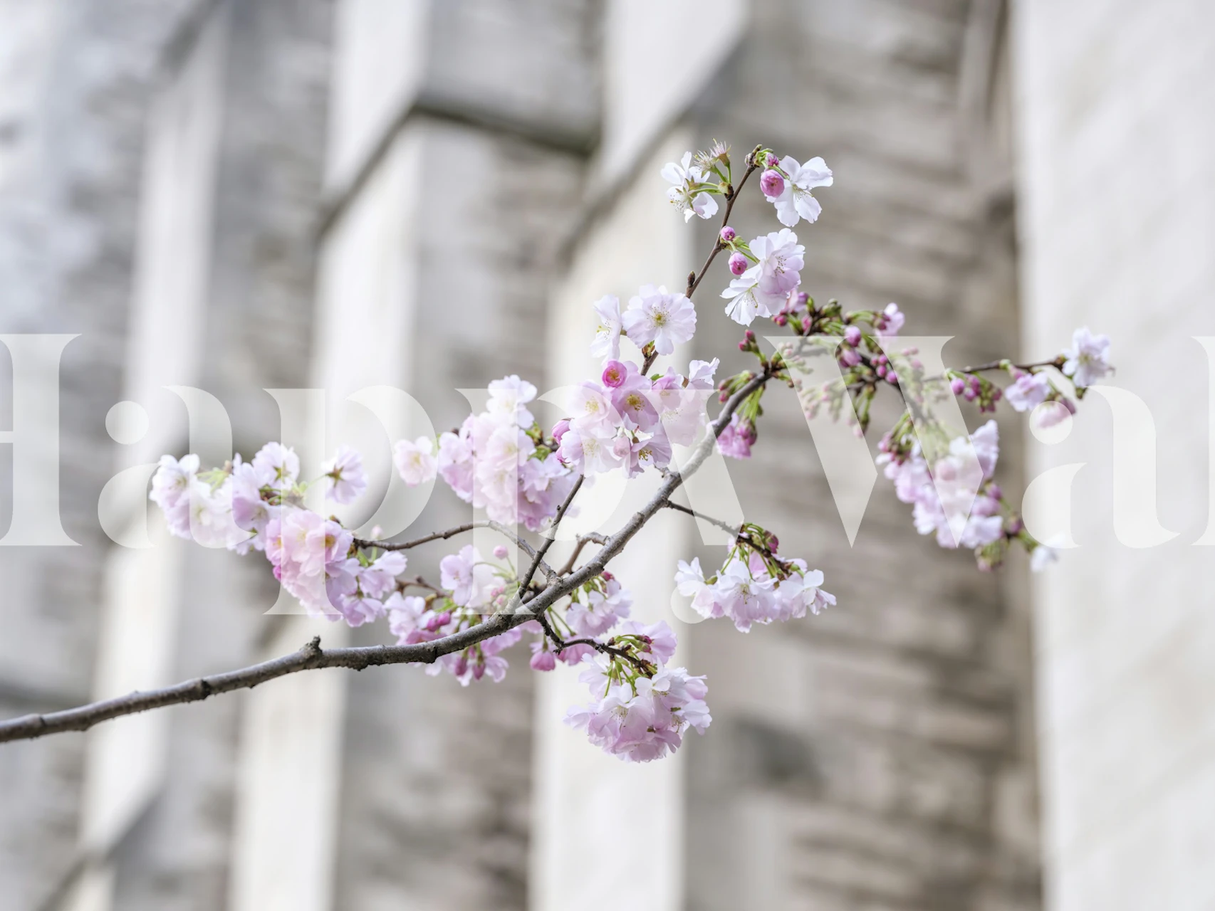 Spring Symphony floral wallpaper in a room