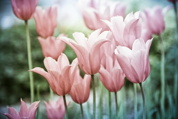 Beautiful Tulips