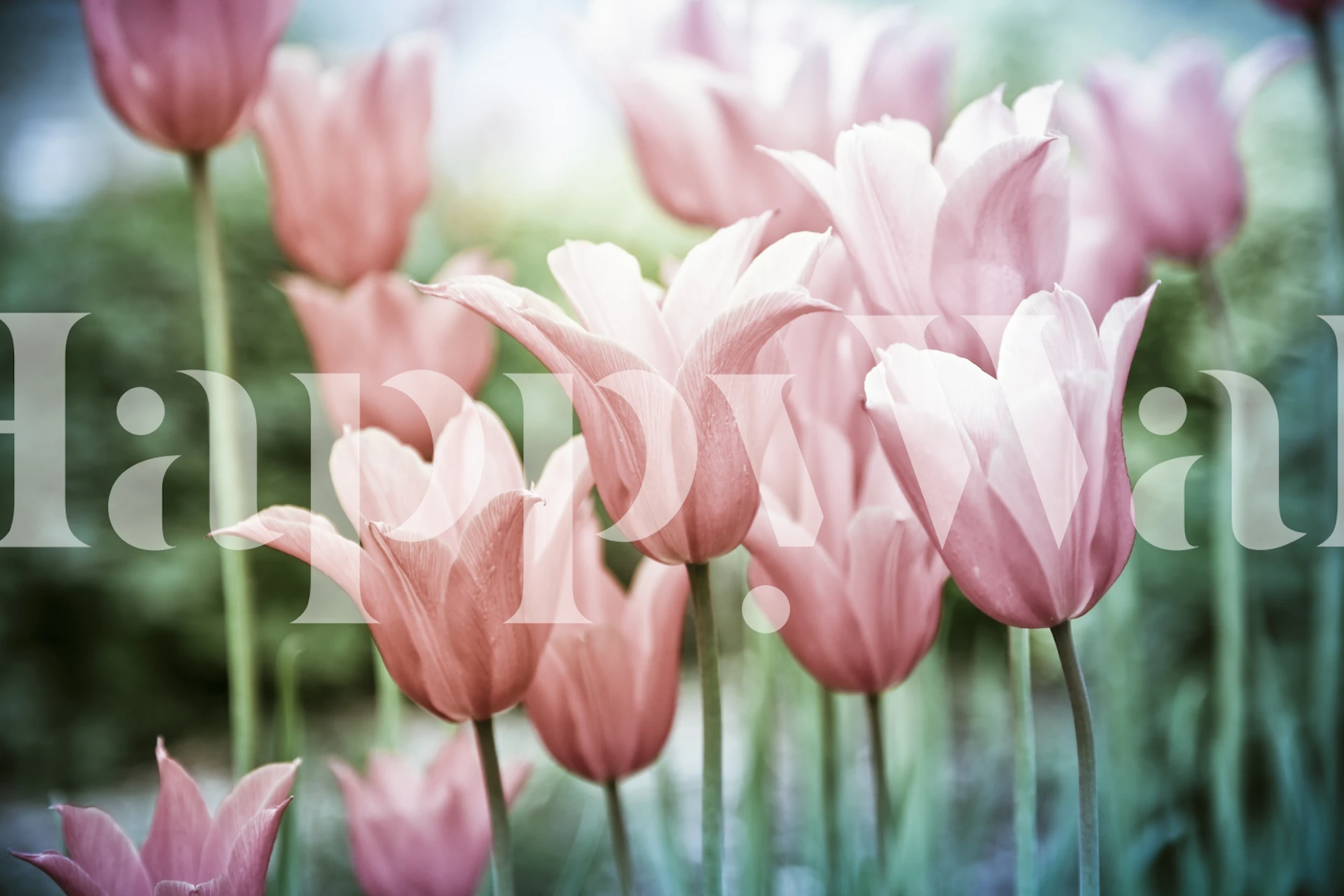 Elegante carta da parati con tulipani rosa con uno sfondo da sogno