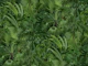 Deep Green Jungle
