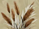 Classic Pampas Grass