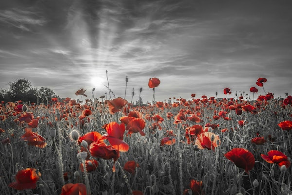 Poppy idyll in sunset | colorkey