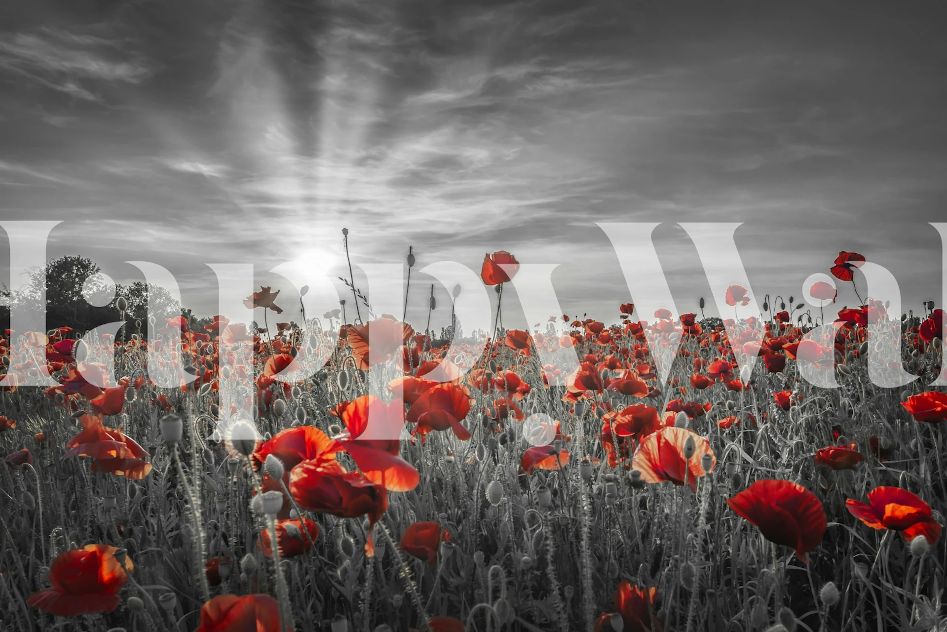 Poppy idyll in een kamer met sunset