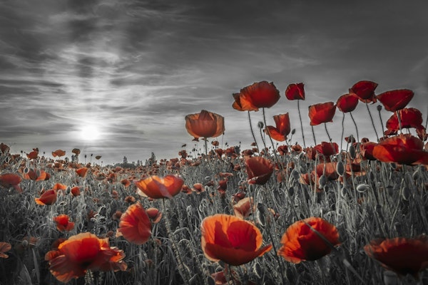 Poppies in the sunset | colorkey