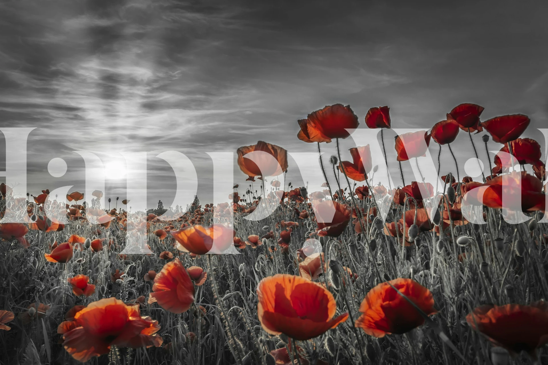 Unikot auringonlaskun seinämaalauksessa punaisilla kukilla yksiväristä taustaa vasten