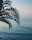 Palm Ocean Dream 2