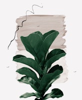 Fiddle Leaf Naturelle 1 papiers peint