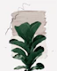 Fiddle Leaf Naturelle 1
