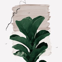 Fiddle Leaf Naturelle 1 tapete