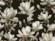 Magnolia Spring Romance Ivory Brown