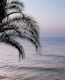 Palm Ocean Dream 3