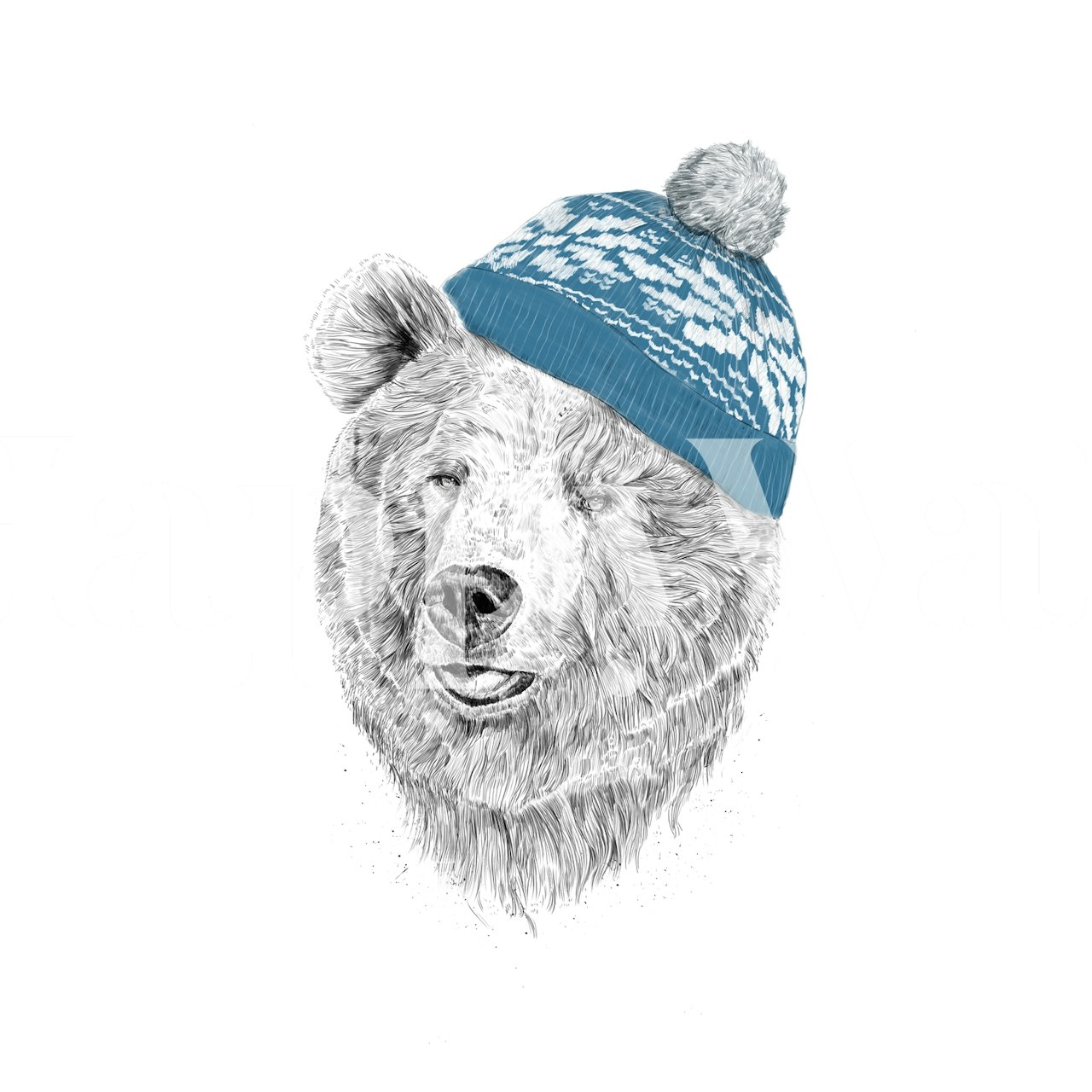 Bear wearing a blue hat wallpaper