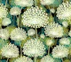 Dandelions BGT