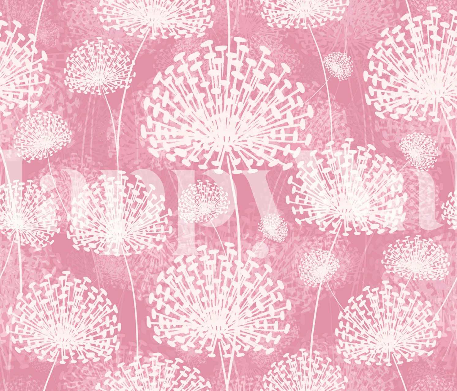 White dandelion flowers on pink background wallpaper