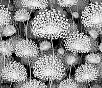 Dandelions Black & White papiers peint