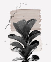 Fiddle Leaf Naturelle 2 papiers peint