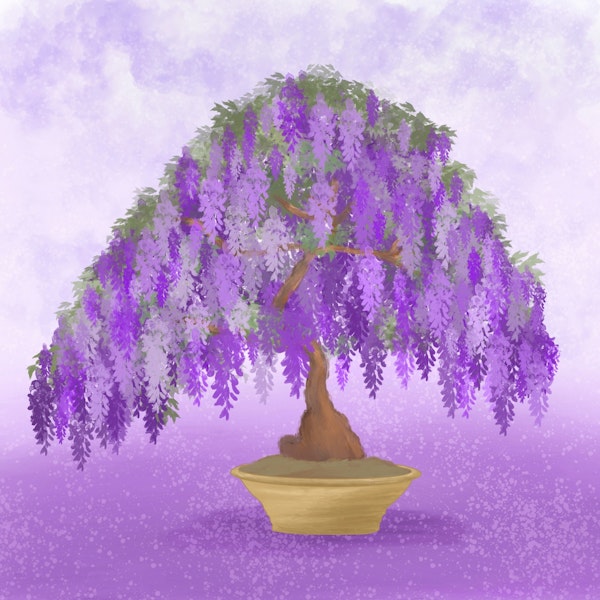 Wisteria Bonsai Tree