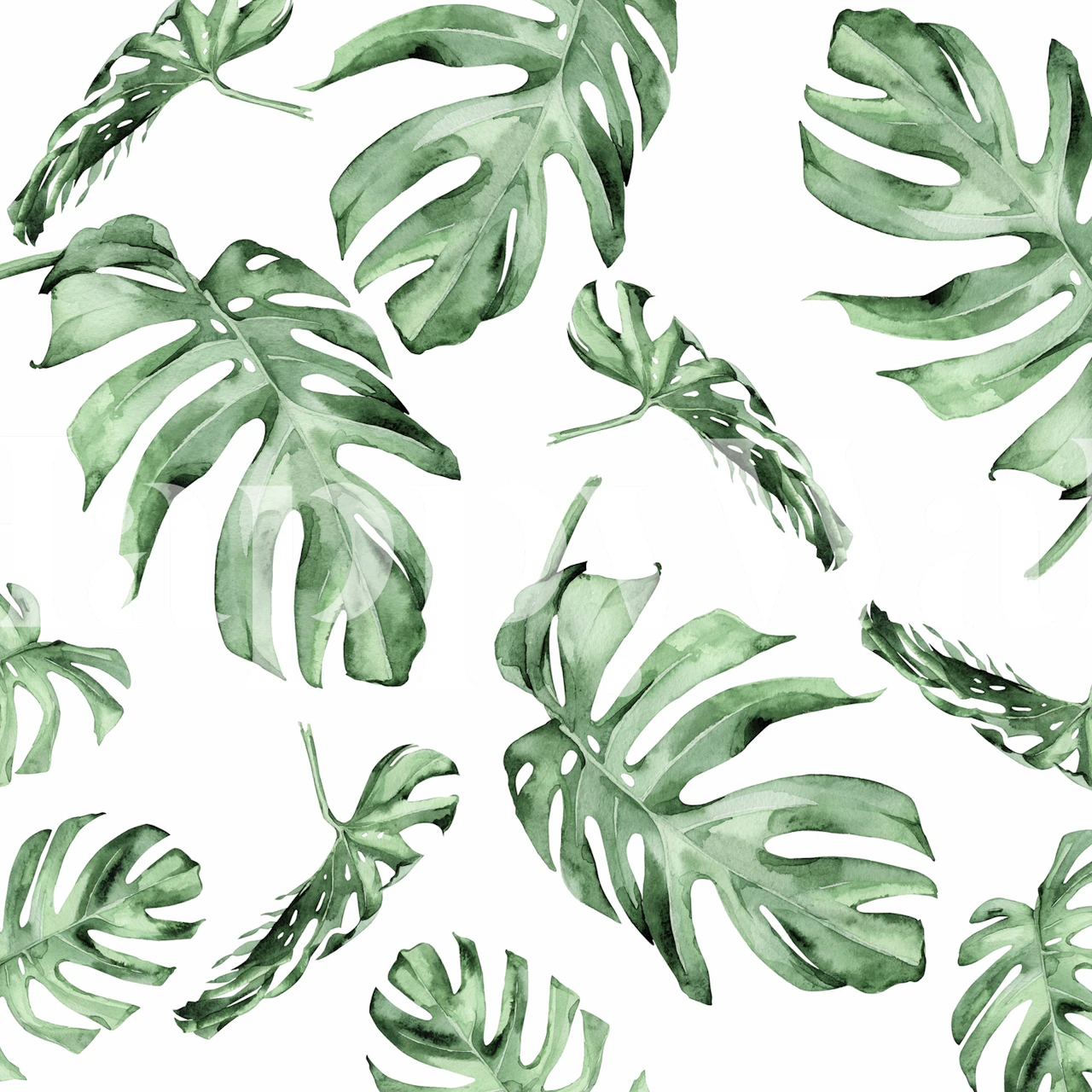 Monstera leaves in various shades of green on a white wallpaper