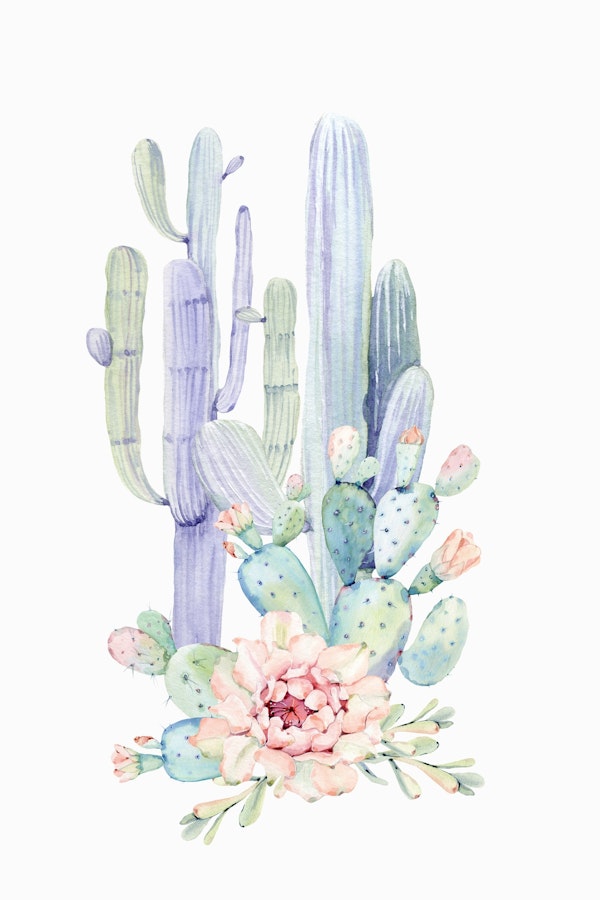 Mixed Cacti 2