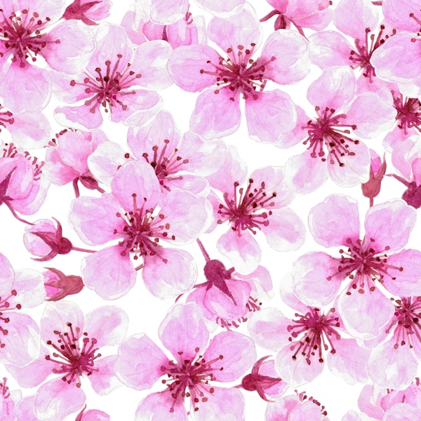 Cherry blossoms watercolor on white