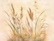 Flower Grass Sun
