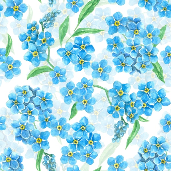 Forget me not flowers on white