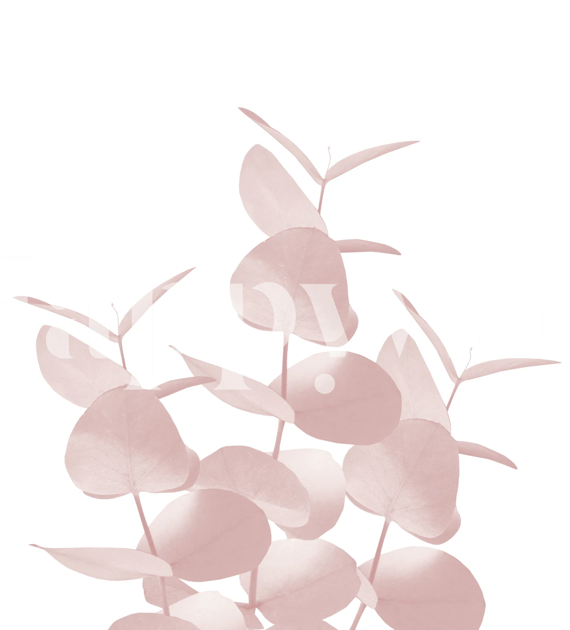 Eucalyptus Leaves in Blush wall mural