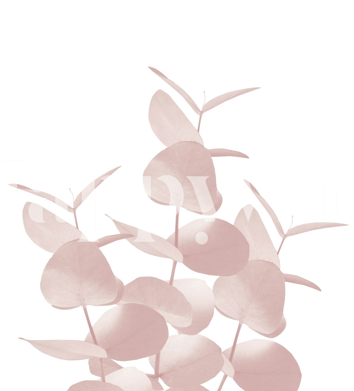 Eucalyptus Leaves in Blush wall mural