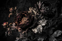 Moody Large Baroque Flower Grunge tapeta