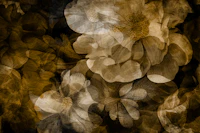 Fall Flowers Art behang