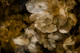Fall Flowers Art