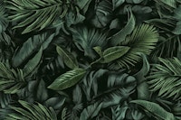 Green Midnight Jungle Tropical Escape tapet