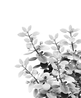 Eucalyptus Leaves Vibes 1 ταπετσαρία