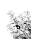 Eucalyptus Leaves Vibes 1