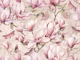Magnolia And Butterfly Pastel Pink