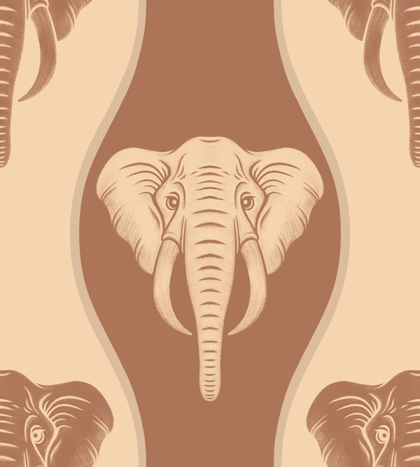 African elephant heads