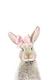 Bunny with a Bow