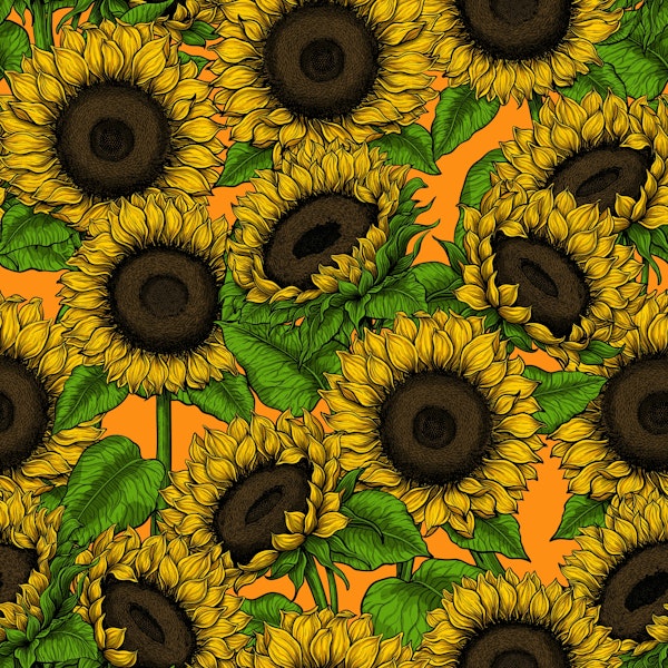 Sunflower field, yelow and green