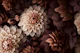 Opulent Moody Dahlia Flowers Brown