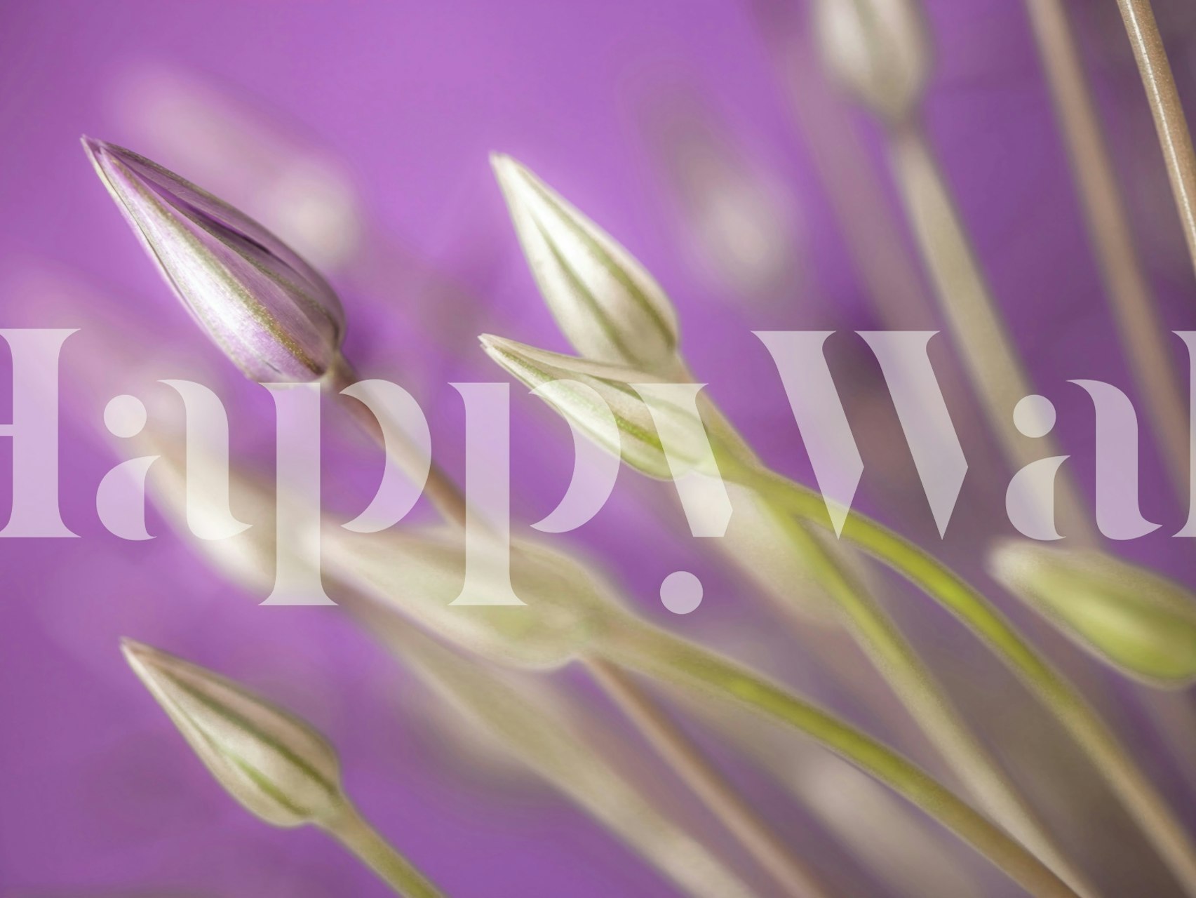 Lähikuva violeteista Allium-kukista pehmeällä taustalla seinämaalauksessa