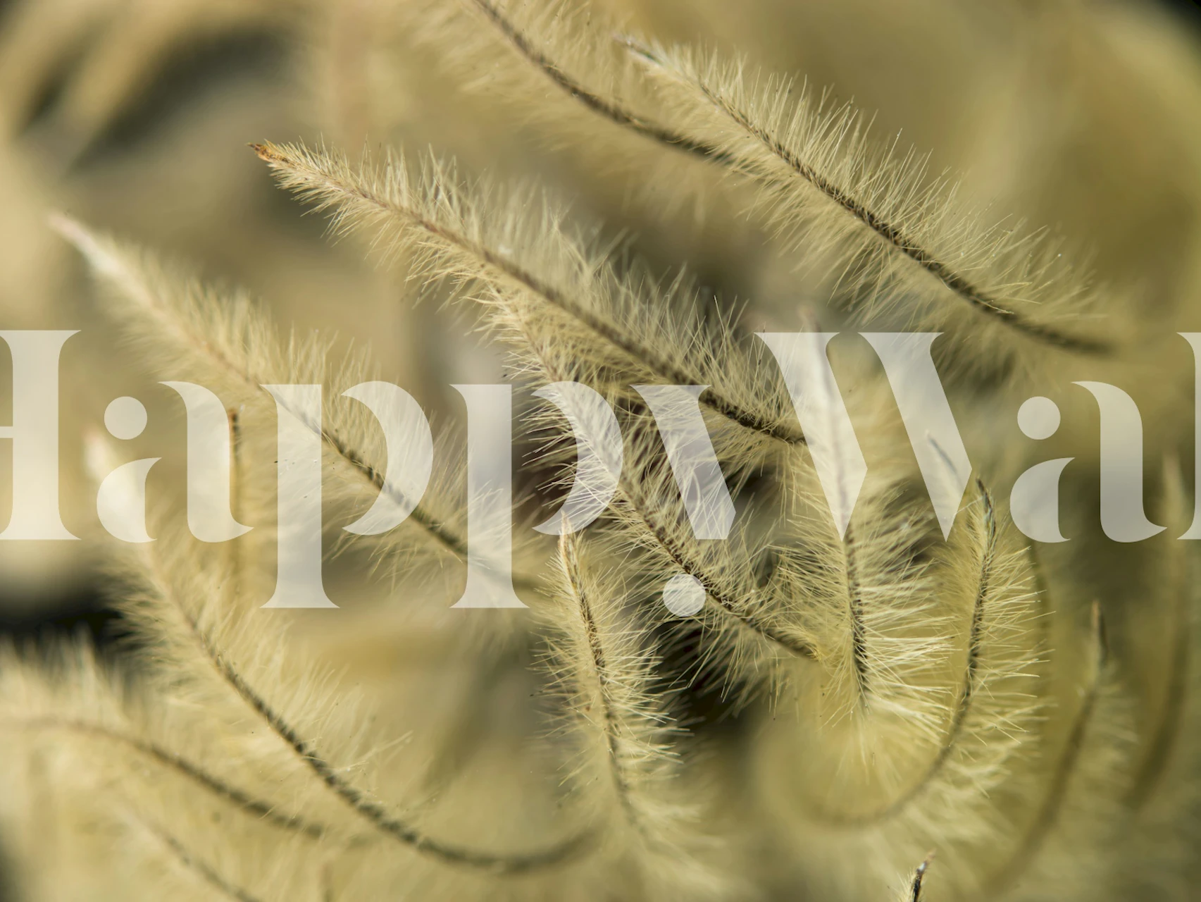 Clematis flower design in cream and beige tones wallpaper