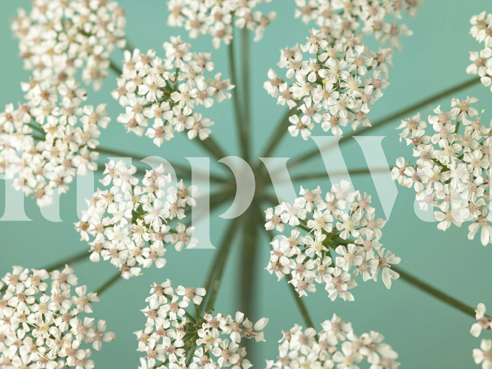 Delicate floral pattern with white and pale pink flowers on teal wallpaper