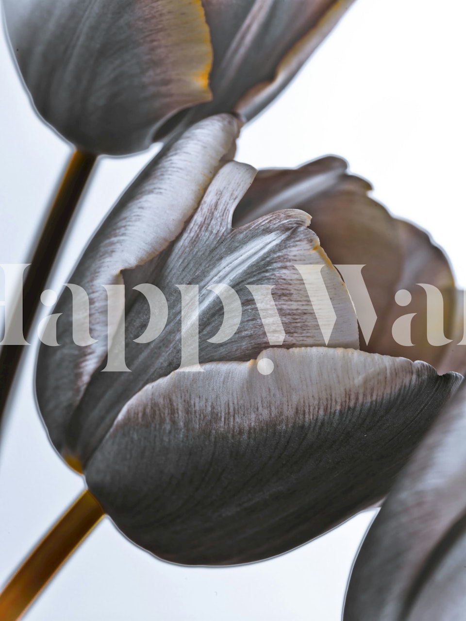 Black tulip flowers on a white background wallpaper