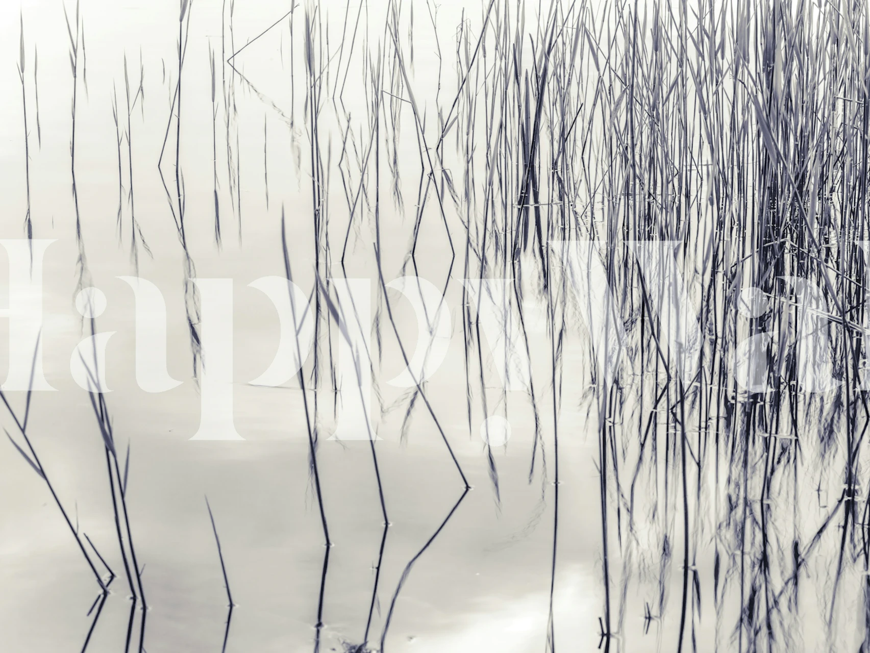 Monochrome grass silhouette reflection wallpaper