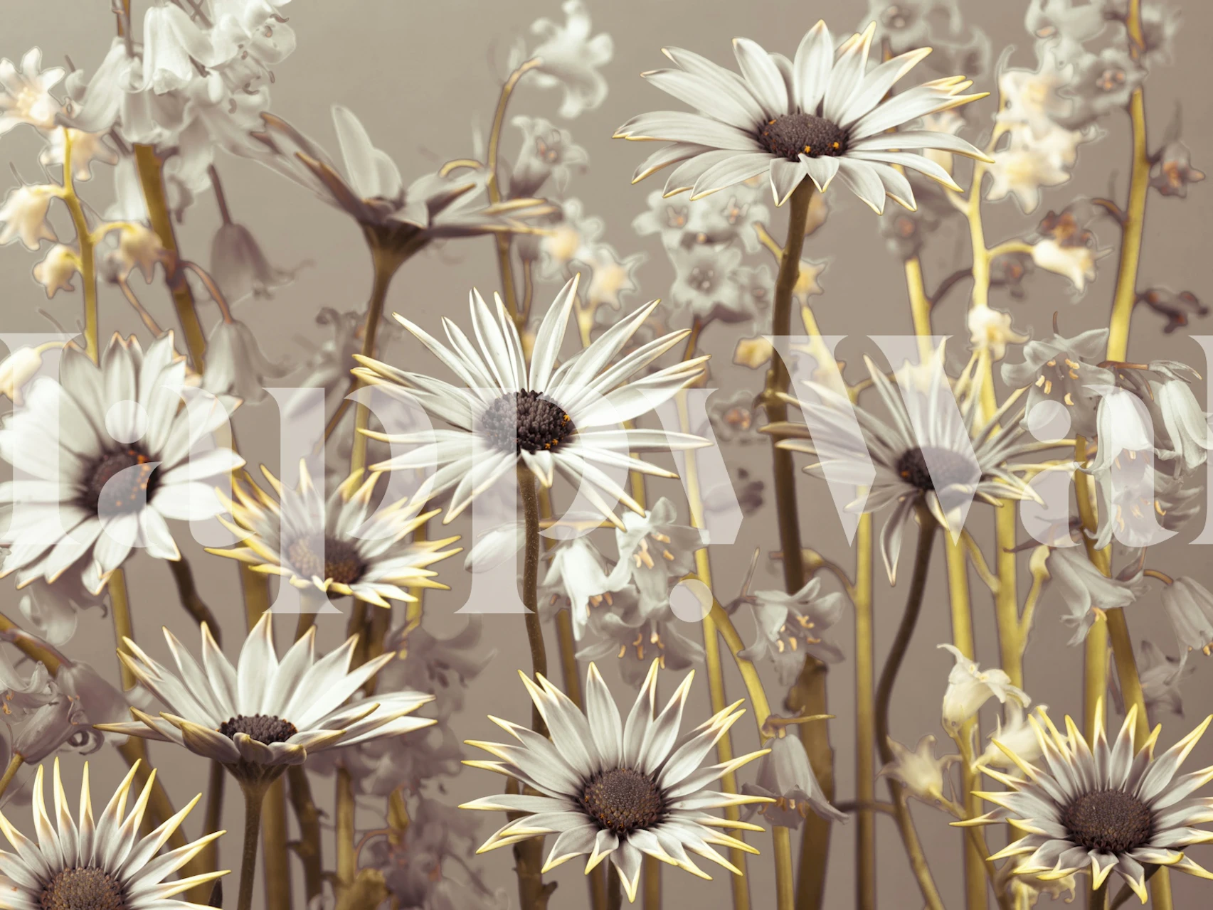 White flowers with grey background floral wallpaper