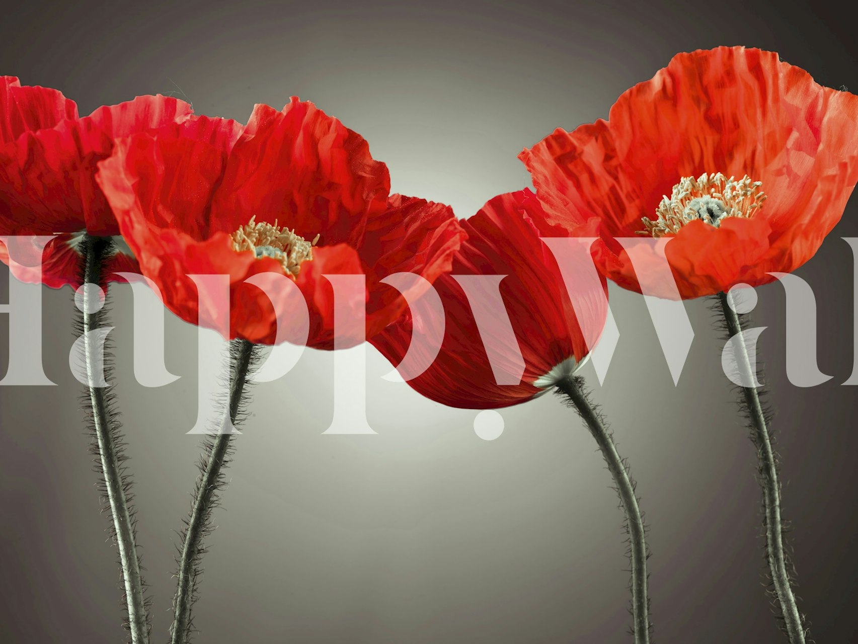 Three red poppies wall mural on a gray background