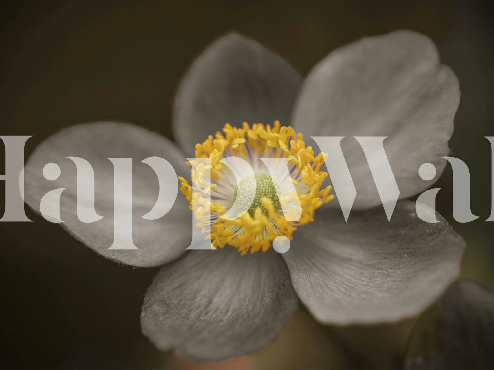 Gray floral wallpaper featuring an anemone flower with yellow and green details