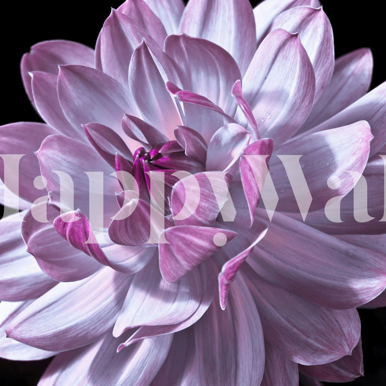 Dahlia Magic wallpaper in a room setting