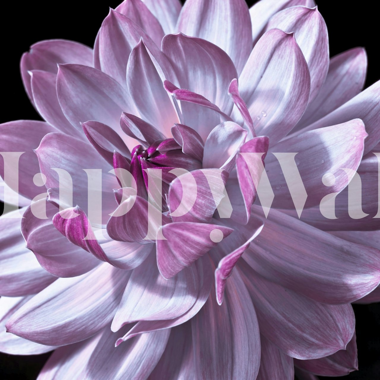 Dahlia Magic behang in een kamer setting