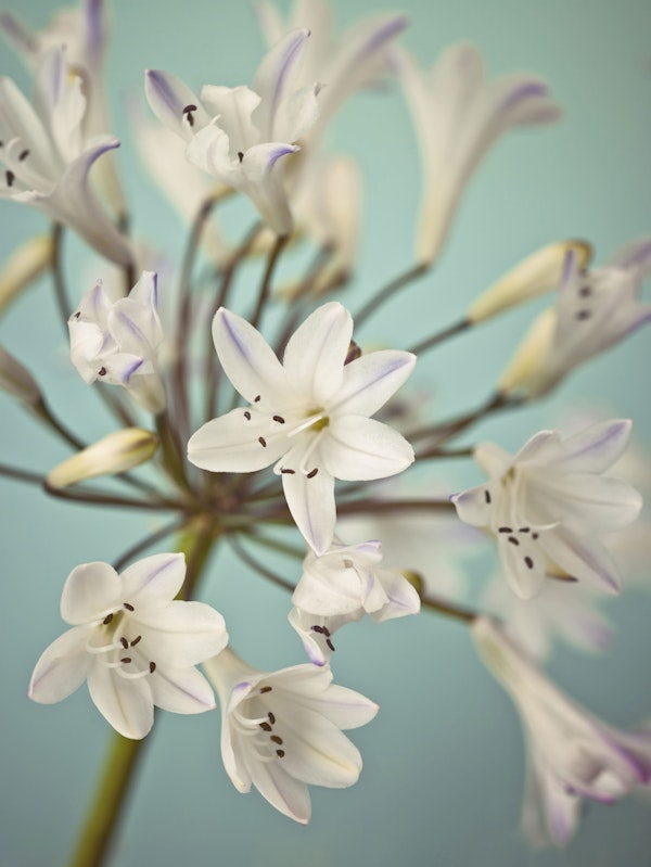 Graceful African Lilies